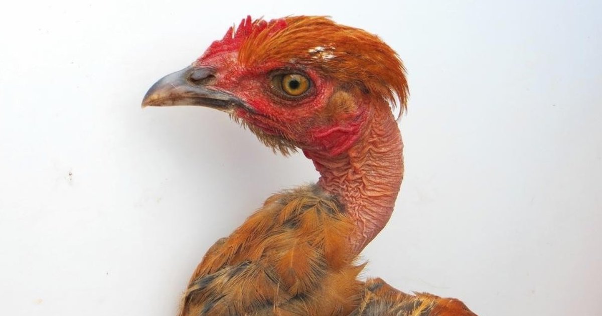 Scientists Are Trying To Fight Climate Change By Messing With Chickens