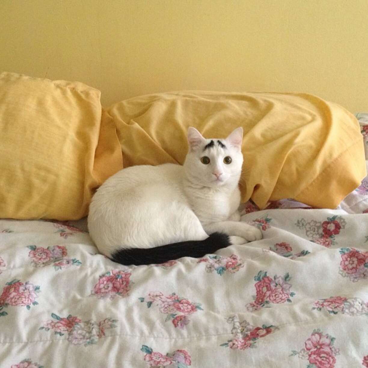 'Worried' Cat Skyrockets To Fame, Thanks To His Eyebrows - The Dodo