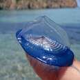 This is the Velella, a small free floating hydrozoan. It’s currently the only known species in the genus. pic.twitter.com/jr5eVv4zwd
