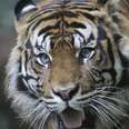 The Best Place for a Sumatran Tiger