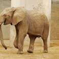 Baby Elephants Sold To Chinese Zoos Await Lifelong Suffering