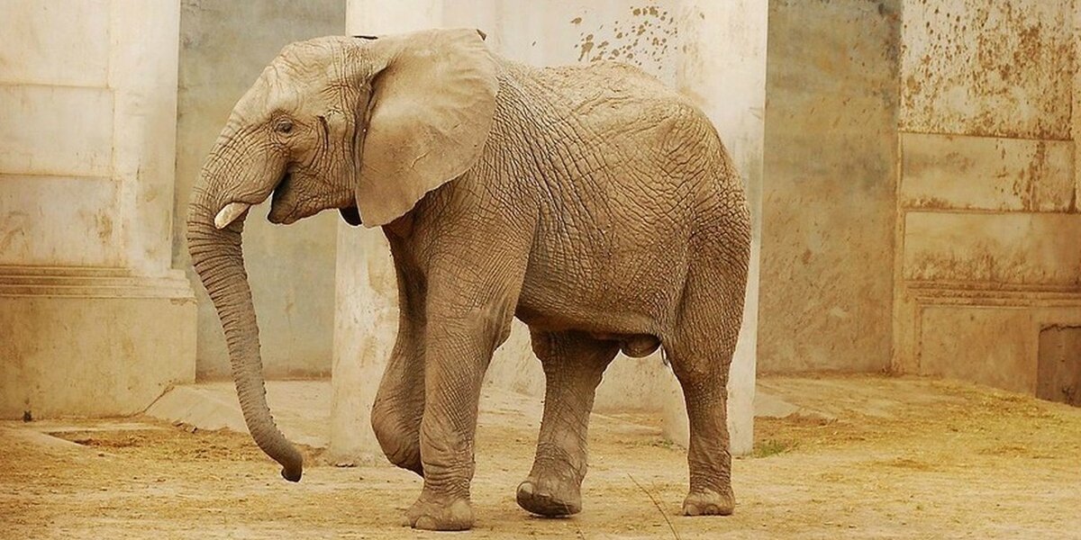 Baby Elephants Sold To Chinese Zoos Await Lifelong Suffering