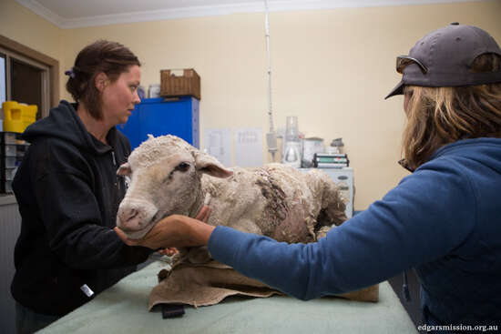 'Dead' Sheep On Side Of Road Comes Back To Life For Her Rescuers - The Dodo