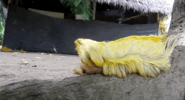 donald trump toupee caterpillar