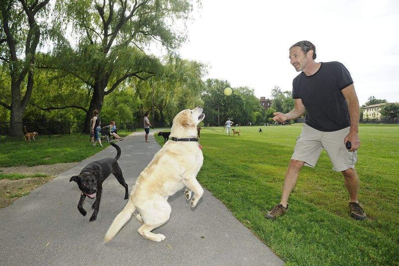 One Memoir Explores The Unleashed World Of Dog Parks - The Dodo