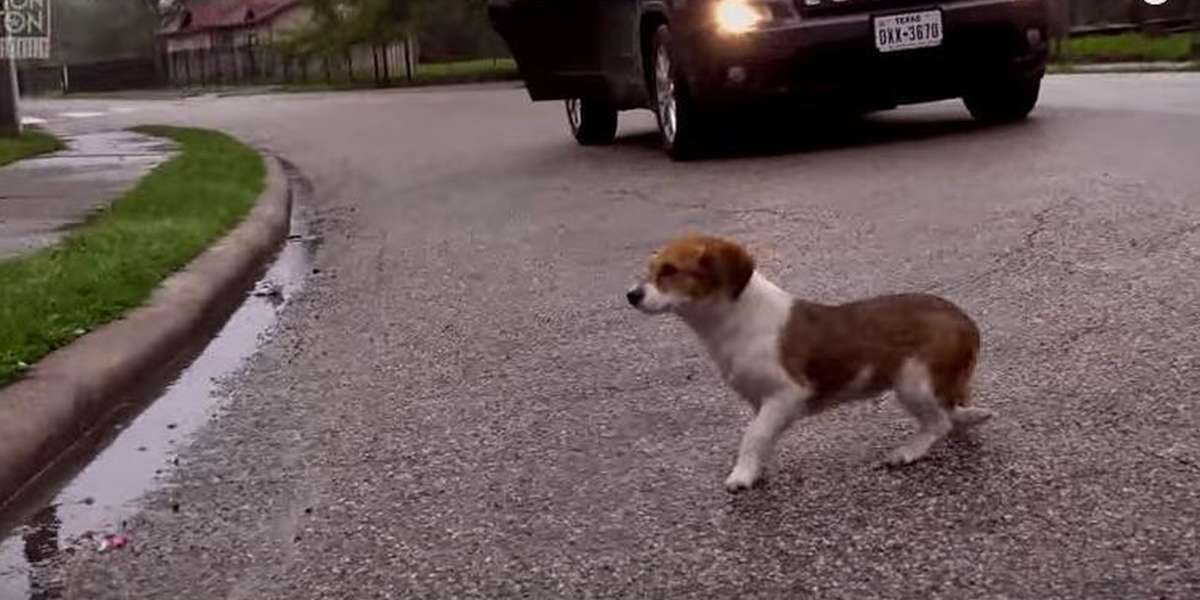 Puppy Who Survived Flood Found Wandering The Streets Alone - The Dodo