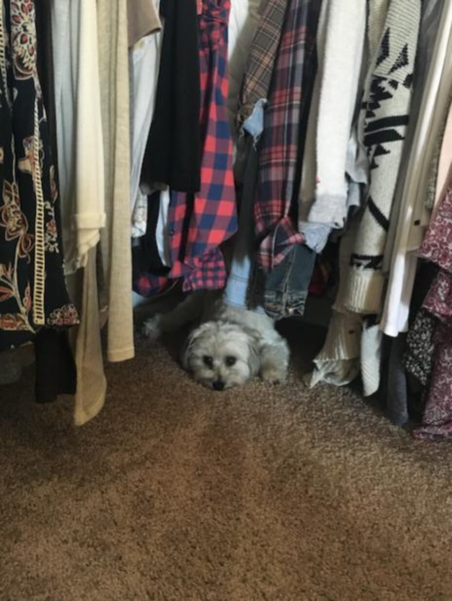 Do Dogs Get Anxiety Just Like People? The Dodo