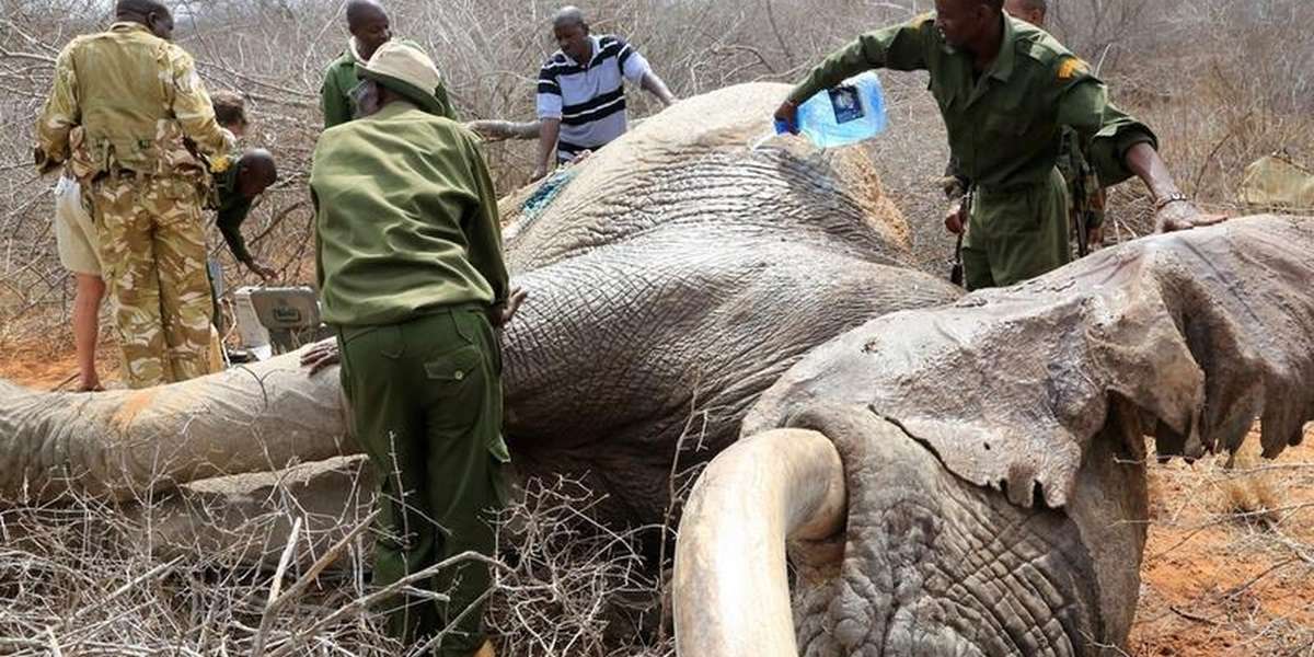 Desperate Elephants Shot With Poison Arrows Travel To Humans For Help