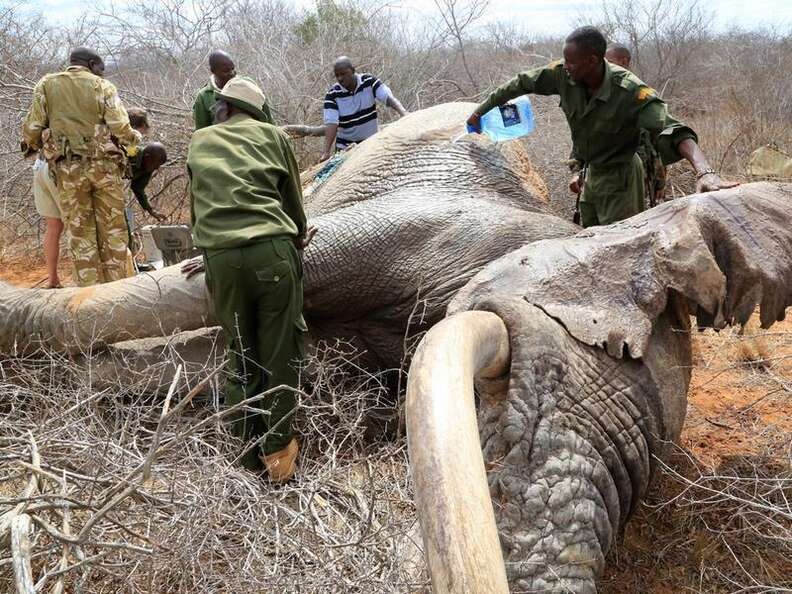 Desperate Elephants Shot With Poison Arrows Travel To Humans For Help - The  Dodo