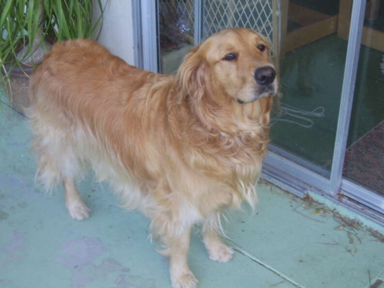 Golden retriever hot sale summer cut