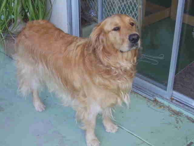Golden Retriever Needs Help Determining Spring Hairstyle The Dodo