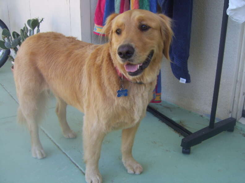 Golden retriever short store haircut