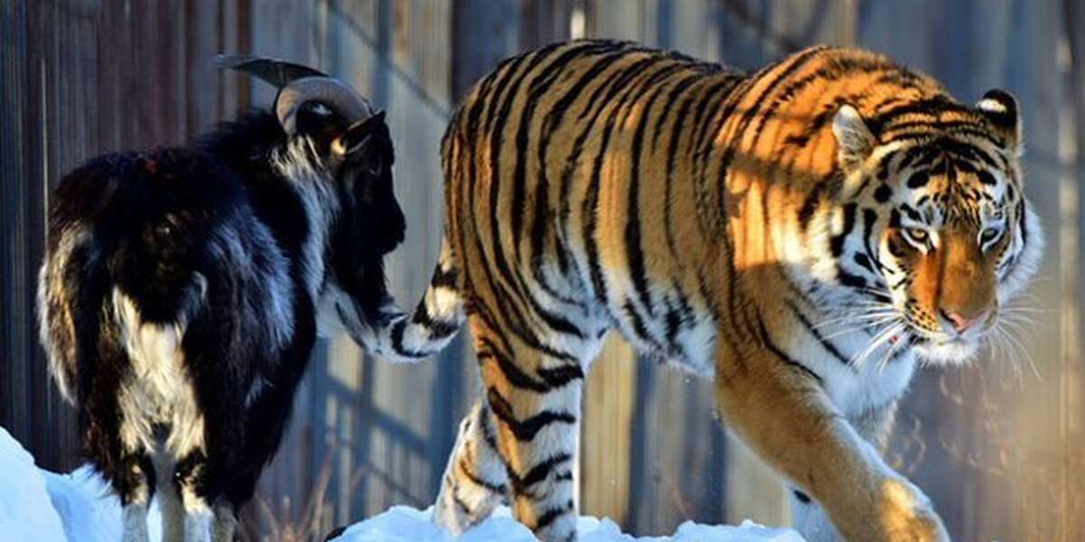 Surprising Goat And Tiger Friendship Finally Comes To An End The Dodo
