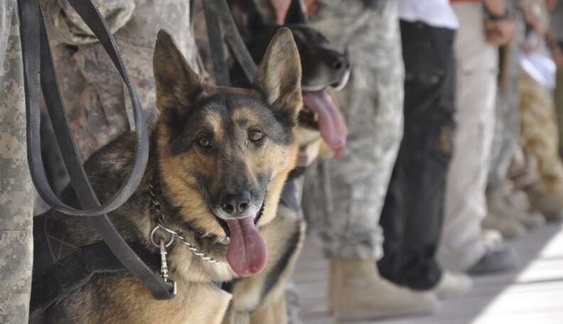 Dogs Are Feeling The Effects Of PTSD From Gaza Conflict, Too - The Dodo