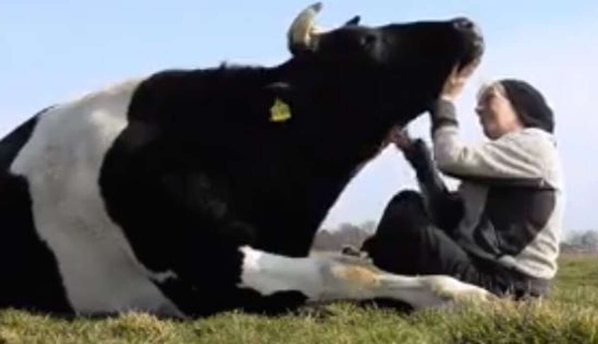 Lucky Cow Loves Love So Much She PURRS - The Dodo