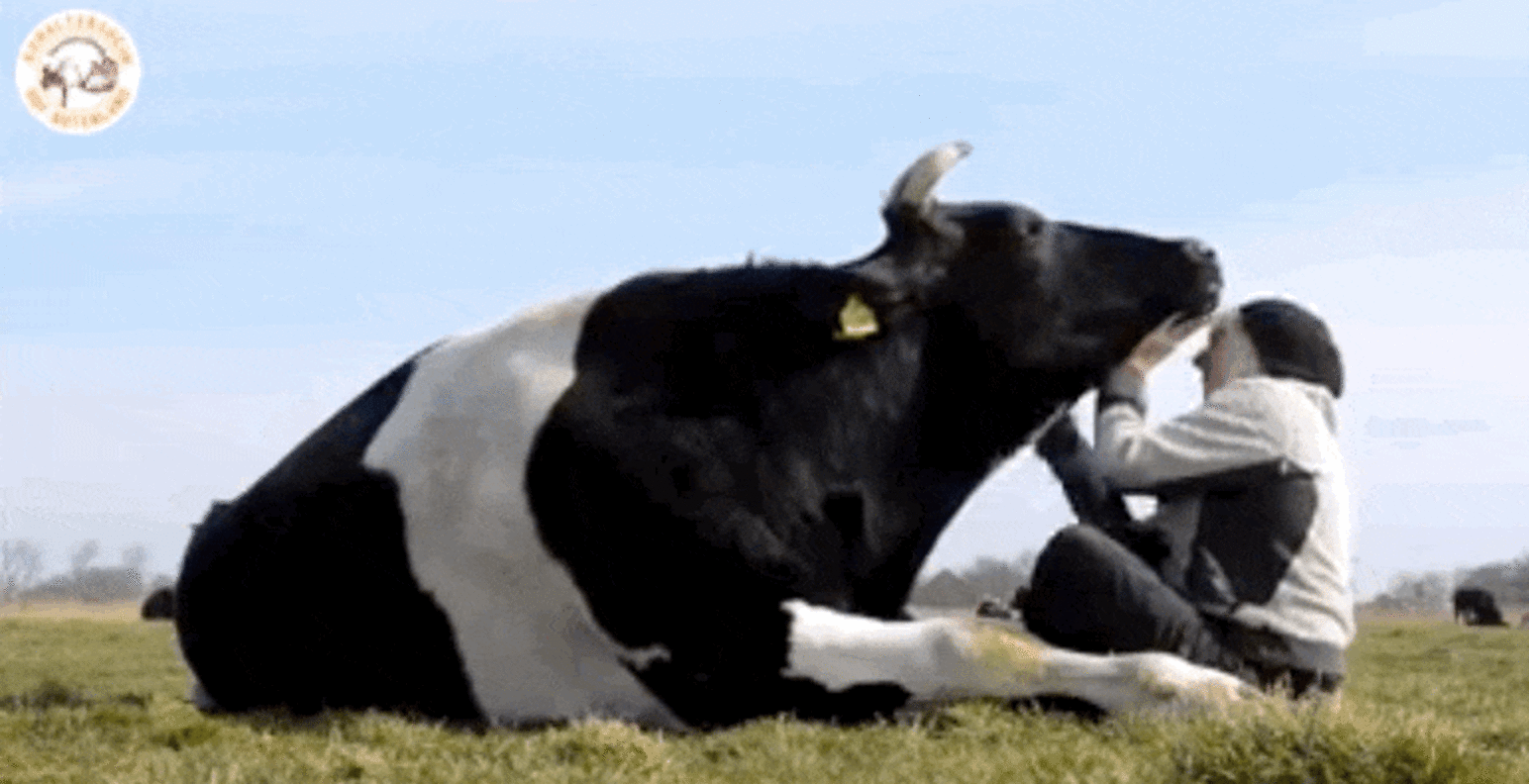 Lucky Cow Loves Love So Much She PURRS - The Dodo