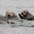 Why I Always Travel With Sea Otters