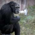 Zoo Teaches Chimp To Chain-Smoke To Entertain Visitors