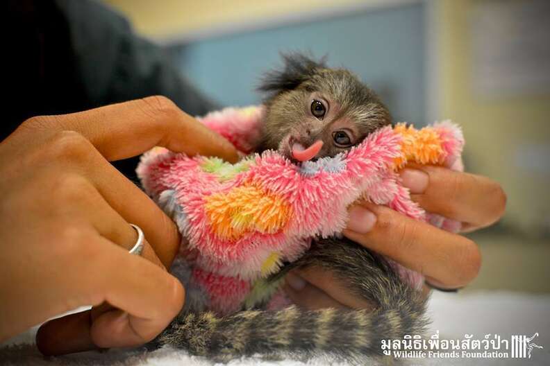 Baby macaque monkeys for sale at Denpasar Bird Market (Pas…