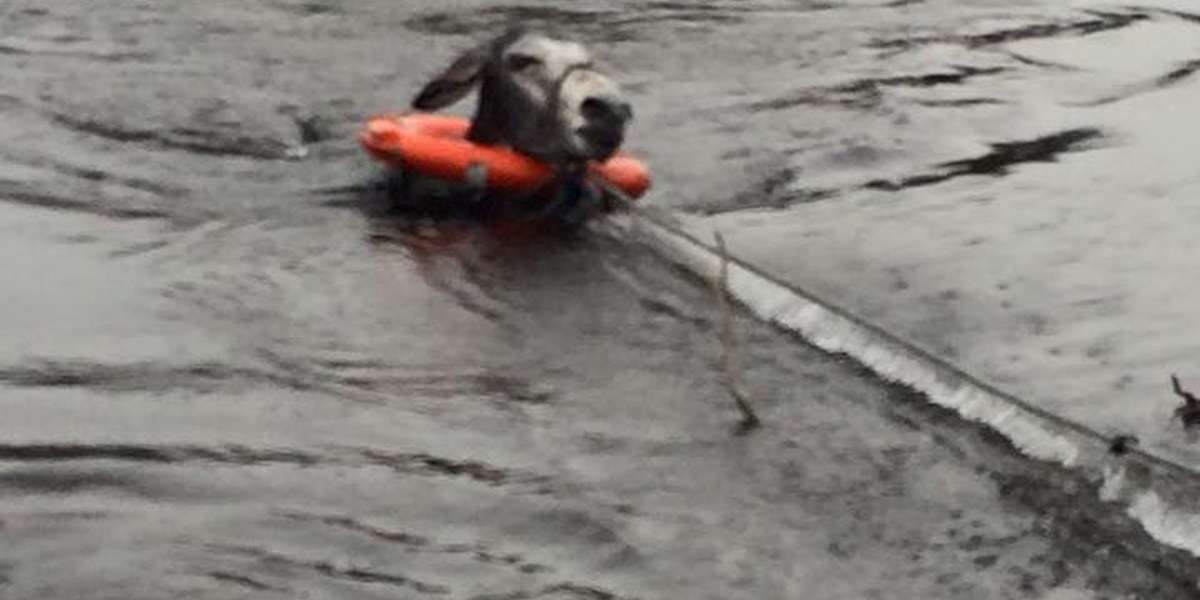 Donkey Who Nearly Died In Flood Breaks Into A Grin When He's Rescued - The Dodo