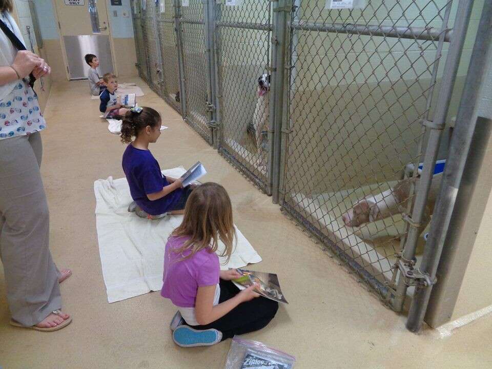 Some animals go to a shelter. Приюты в США. Американские приюты для животных. Приют в Америке для детей. Приют к9.