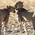 Cheetahs Are Going Extinct And No One Is Talking About It