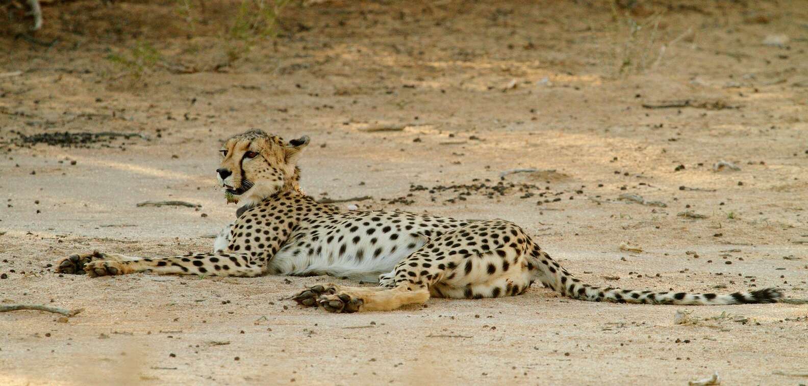 Cheetahs Are Going Extinct And No One Is Talking About It - The Dodo