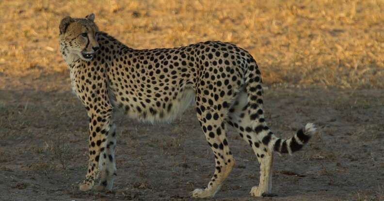 Cheetahs Are Going Extinct And No One Is Talking About It - The Dodo