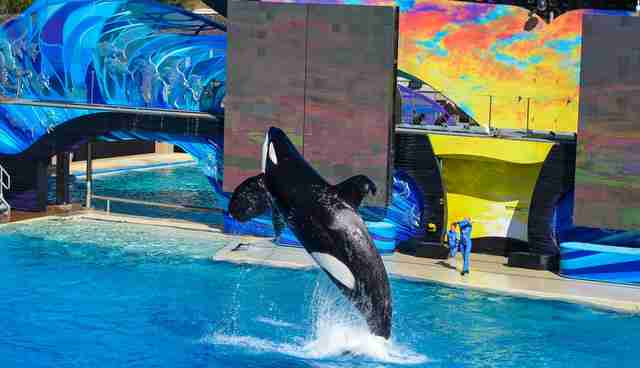 SeaWorld Publishes 'Study' On Orcas. It's Totally Wrong. - The Dodo