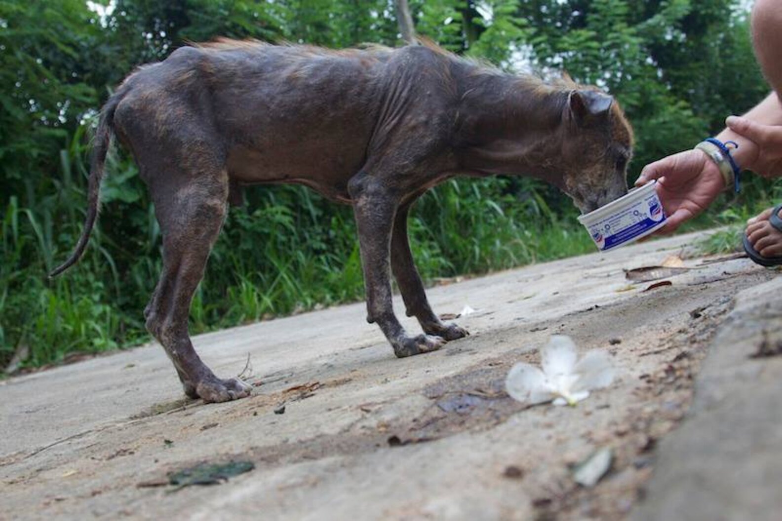 Abandoned And Abused Dogs Are Completely Transformed By Love - The Dodo