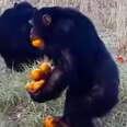 Nothing Will Keep This Chimp Away From His Favorite Snacks