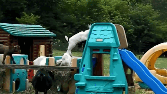 goat play equipment