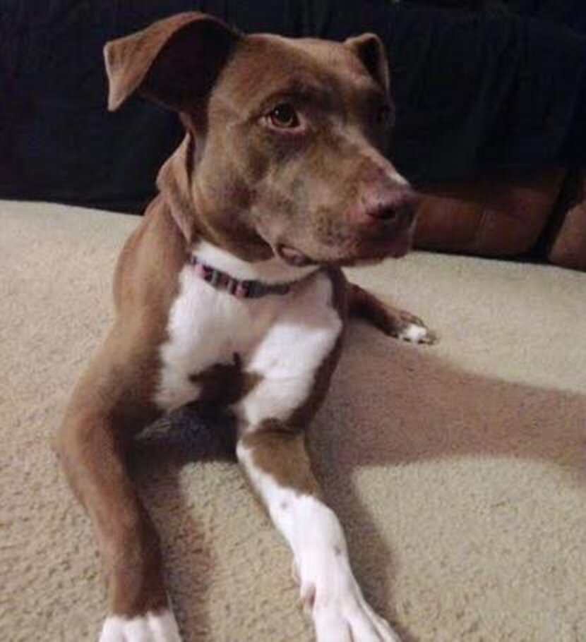 Dog Shot In The Heart Still Just Wants To Be Loved The Dodo