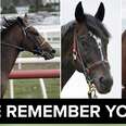 These Horses All Died On The Same Racetrack