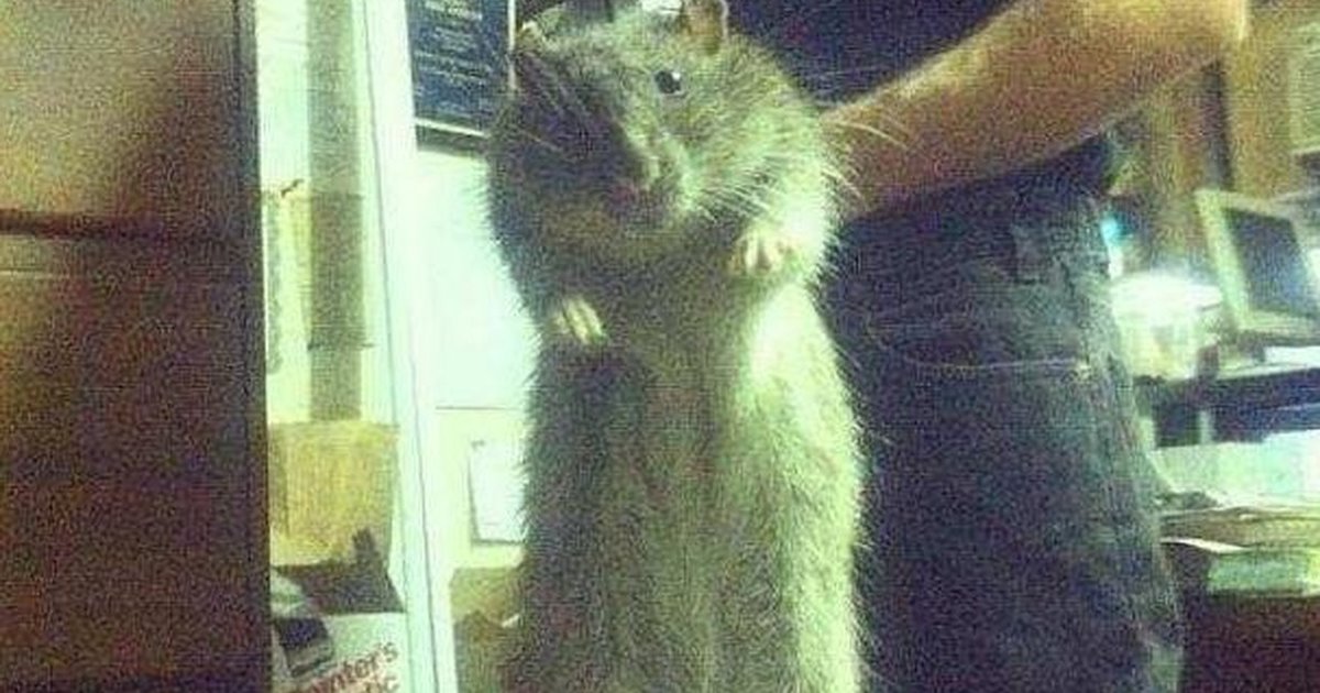 Yes, DogSized Rats Actually Exist The Dodo