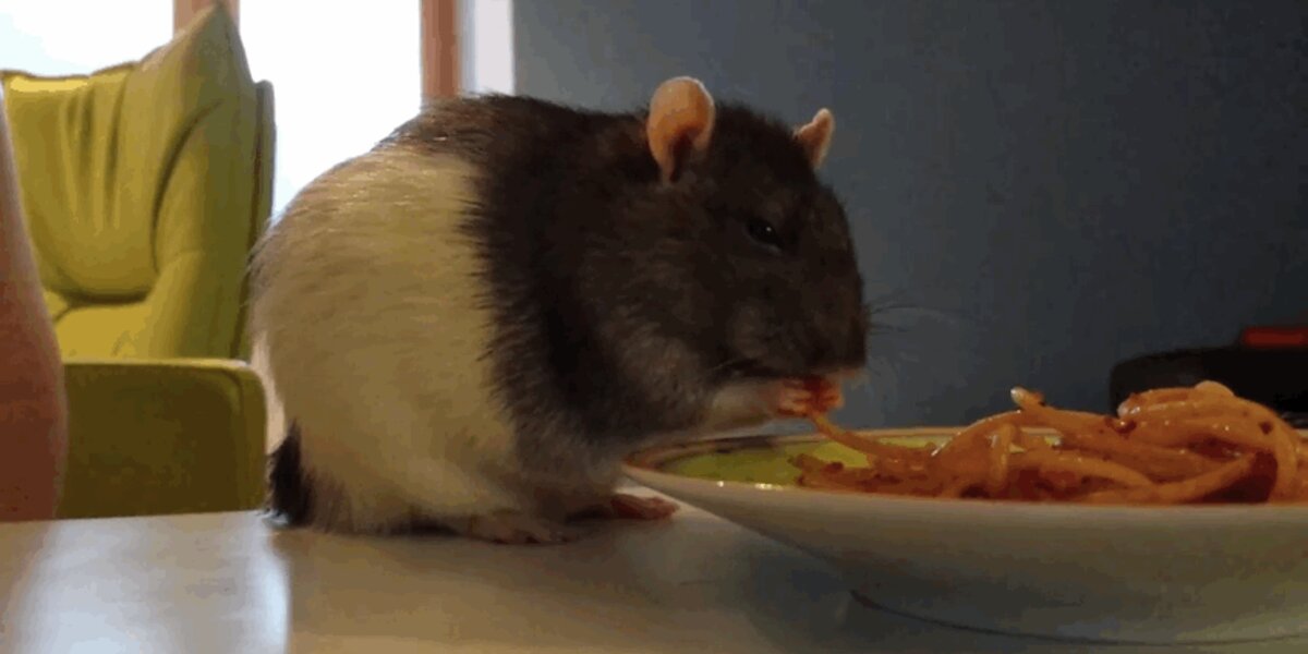 Spaghetti With Rats 9 Incredible Rats Demonstrate Why Every Rat Should Be Eating Spaghetti ...