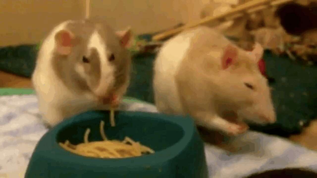 9 Incredible Rats Demonstrate Why Every Rat Should Be Eating Spaghetti ...