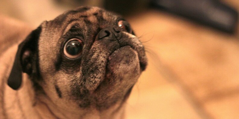 Pug loses his little mind when owner takes him to pet store - The Dodo