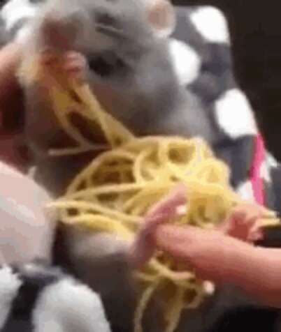 Spaghetti With Rats 9 Incredible Rats Demonstrate Why Every Rat Should Be Eating Spaghetti ...