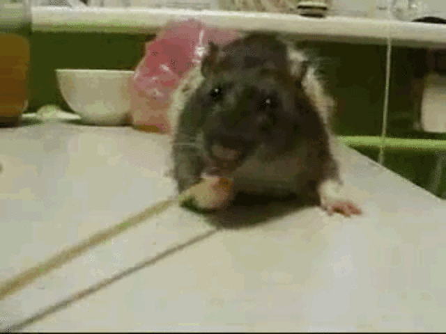 9 Incredible Rats Demonstrate Why Every Rat Should Be Eating Spaghetti ...