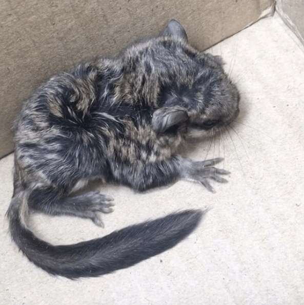 Flying squirrel shortly after rescue