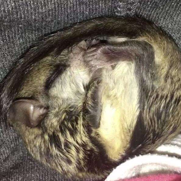 Flying squirrel shortly after rescue