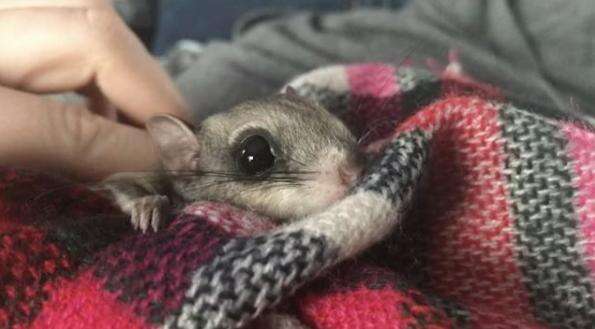 Flying squirrel being kept warm in a blanket
