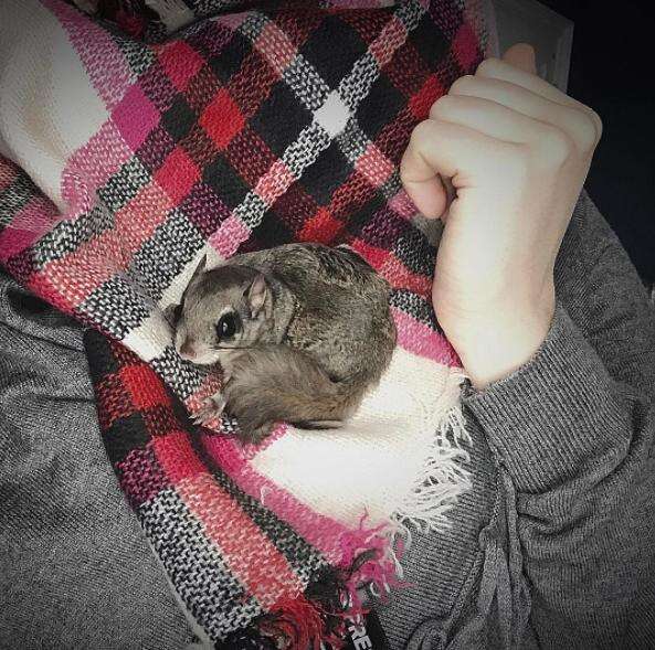 Flying squirrel snuggling with his rescuer