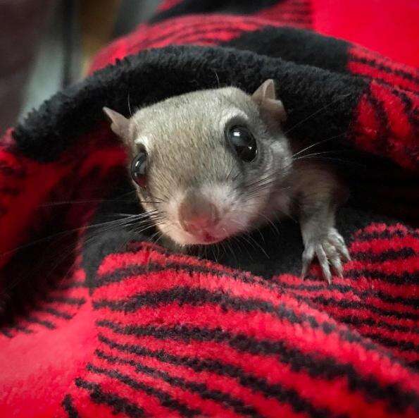 Flying squirrel snuggling with his rescuer