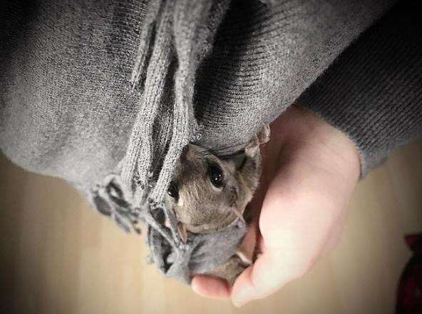 Flying squirrel snuggling with his rescuer