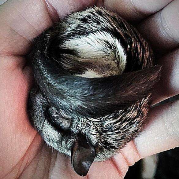 Flying squirrel sleeping in his rescuer's hand