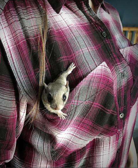 Flying squirrel in his rescuer's pocket