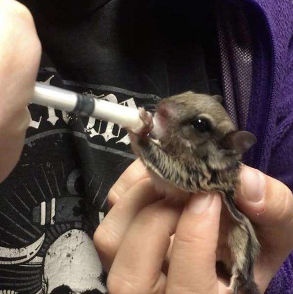 Flying squirrel drinking his milk formula