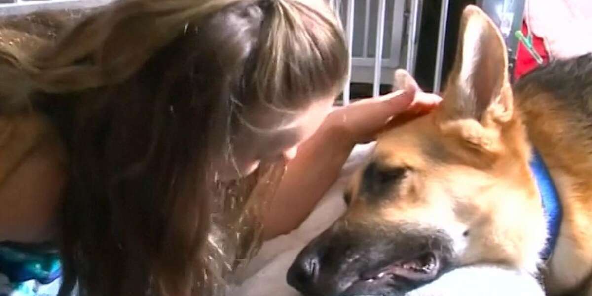 Dog Gets Bitten By Rattlesnake To Protect His Little Girl - The Dodo